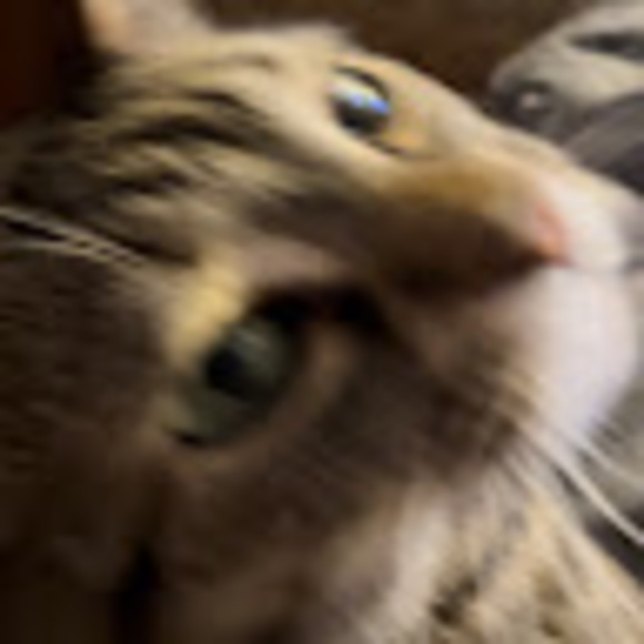 fatcatfeeder7